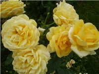 e0e2c4f6-Picture 062.jpg
